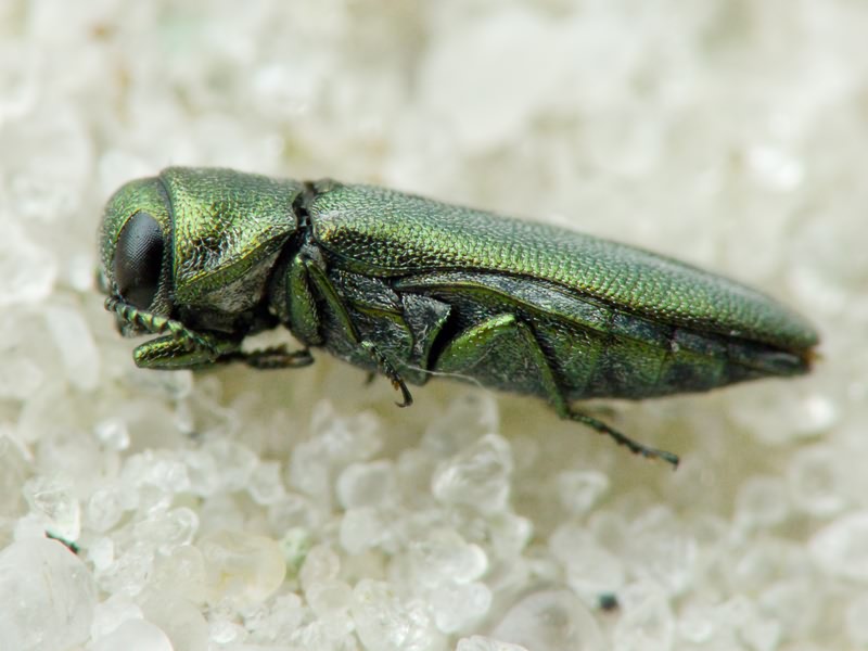 Agrilus